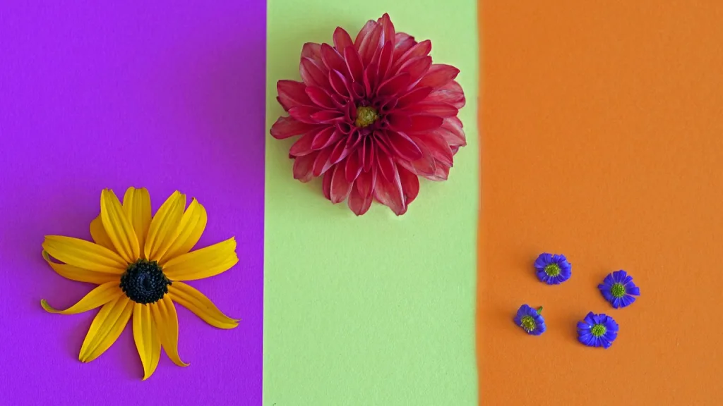 flower, floral greeting card, greeting card, multicoloured, blooms, flower wallpaper, flora background, to dye, beautiful flowers, color theory, color correction, live in colour, flower background, color contest, color theory, nature, color theory, color theory, color correction, color correction, color correction, color correction, color correction