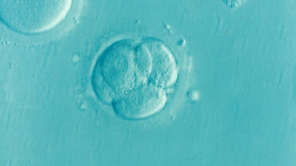embryo, ivf, microfertilization, infertility, fertility, embryo, embryo, embryo, embryo, embryo, ivf, ivf, ivf, ivf, infertility