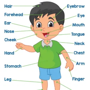 Head, Shoulders, Knees, and Toes: Human Body Learning for Little Ones